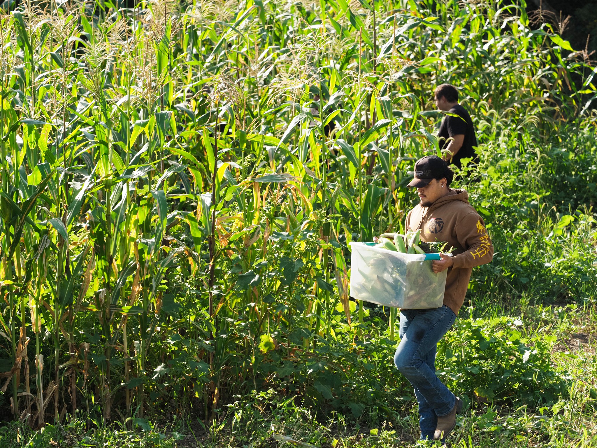 Ho-Chunk Farms, Winnebago, NE Traditional Corn Harvest