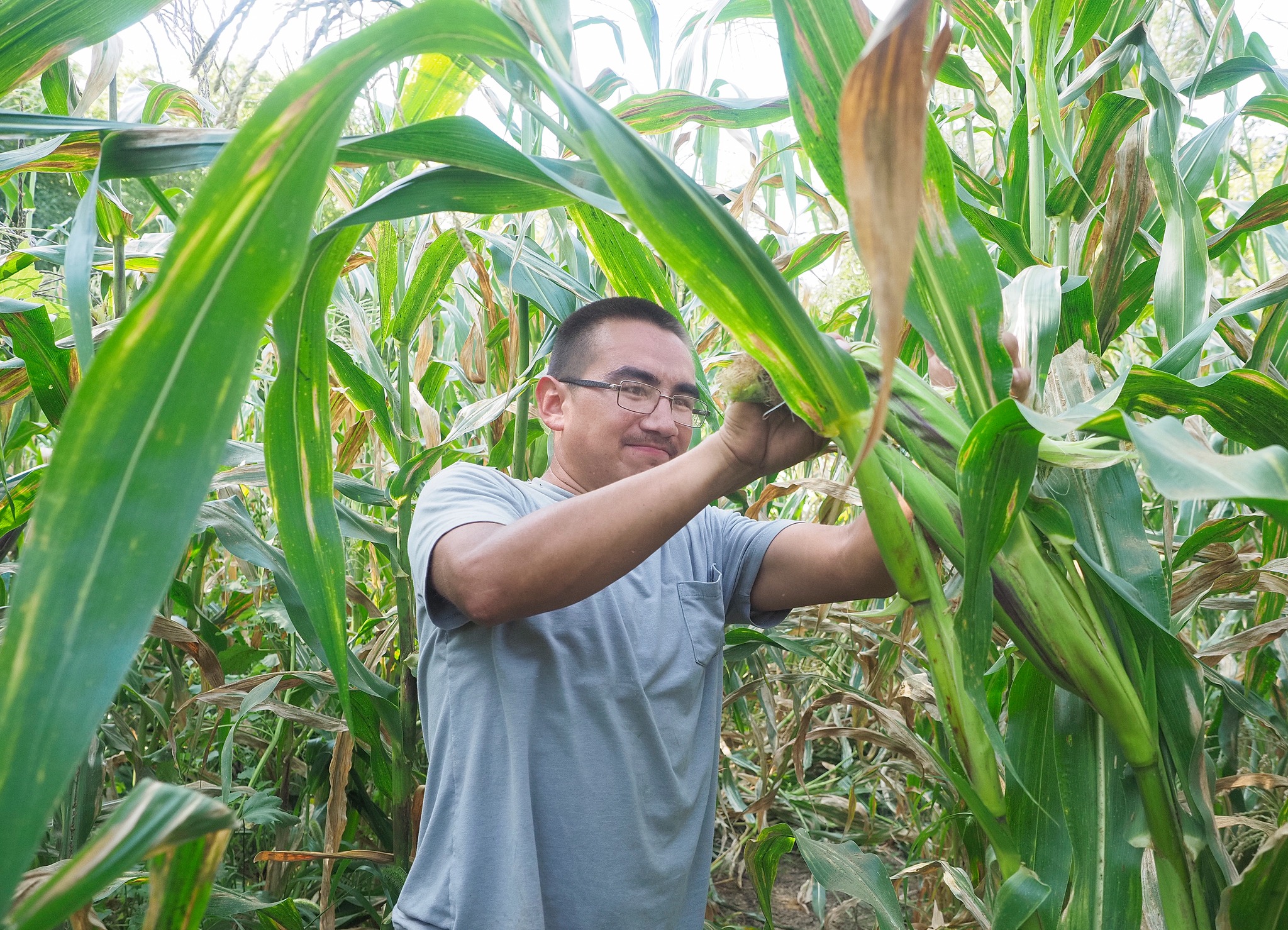 Ho-Chunk Farms, Winnebago, NE Traditional Corn Harvest