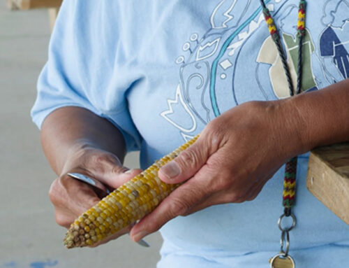 2026 Indian Corn Harvest